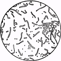 Бактерии турна