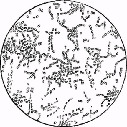 Bacterium aceti