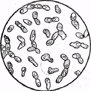 Эллиптические дрож­жи (Saccharomyces ellipsoi­deus)
